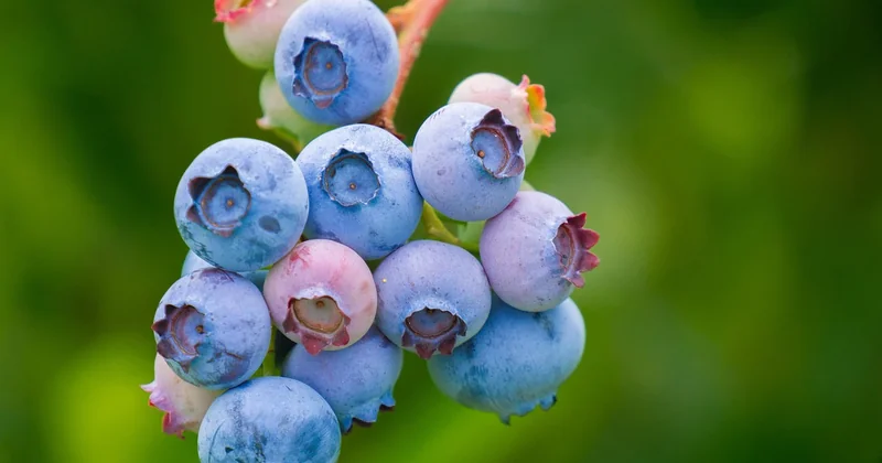 La nutrition solide : un équilibre entre énergie et digestion